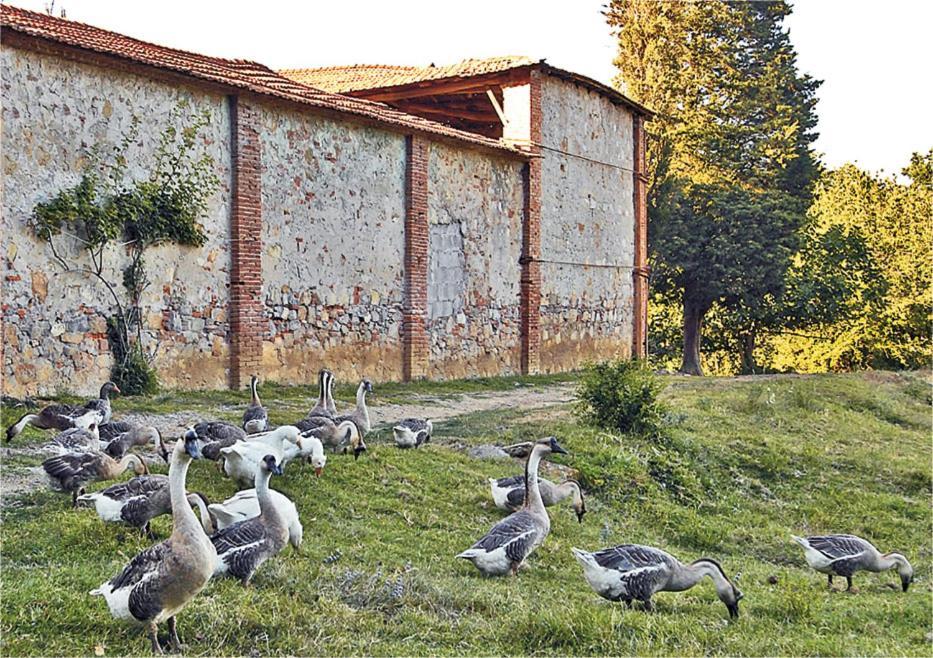 Fattoria Agriturismo Bigongiari 루카 외부 사진